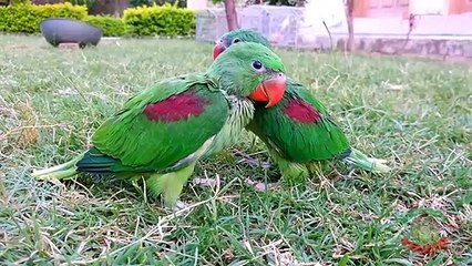 Baby Parrots Outside