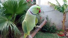 Natural Parrot Voices