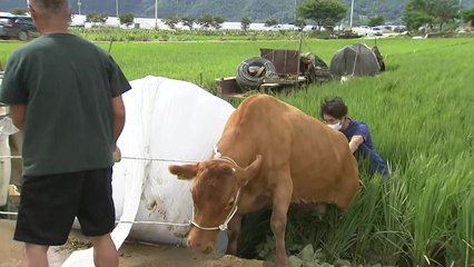 "트랙터 동원해 소 구출"...'기록적 수해' 전남 응급복구 시작 / YTN