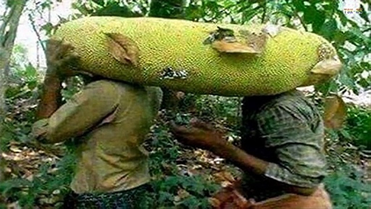 The World's Largest Fruits and Vegetables - New Agriculture Technologies