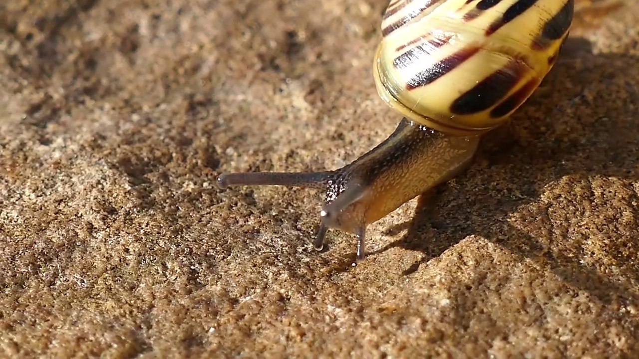 Most Beautiful Reptail on Earth