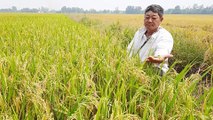 Làng hạnh phúc, nông dân gieo trồng lúa thuận tự nhiên
