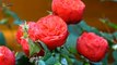 BEAUTIFUL BLOOMING ROSE FLOWERS, WITH INSTRUMENTAL MUSIC SOUL RELAXATION
