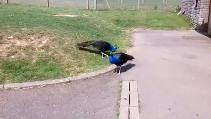 Peacocks and owl Portland