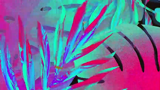 Florida Here We Come Series 17 Seaside Seabird Sanctuary Indian Shores Florida Cormorants