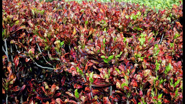 Florida Here We Come Series 23 Multiple Locations St Petersburg Florida