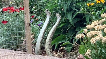Dramatic Rattlesnake Combat Dance