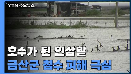 하루아침에 호수가 된 금산 인삼밭..."정부가 책임져야" / YTN