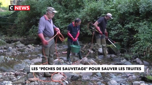 Les pêches de sauvetage pour sauver les truites