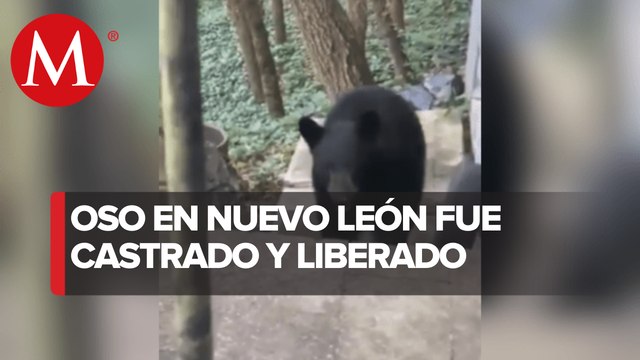 Liberarán a oso negro de Chipinque en Sierra del Nido, en Chihuahua