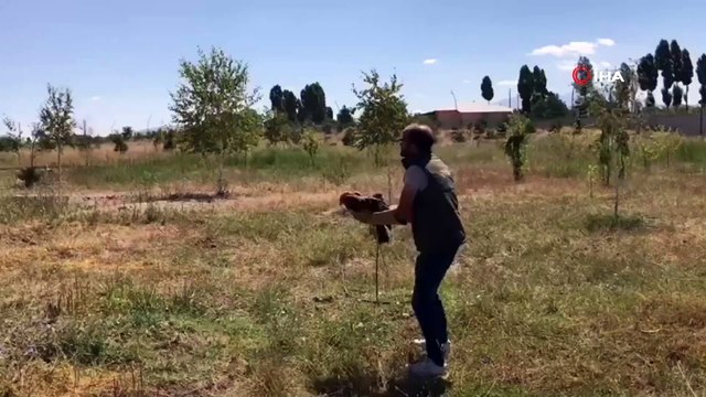 Tedavileri tamamlanan kuşlar doğaya salındı