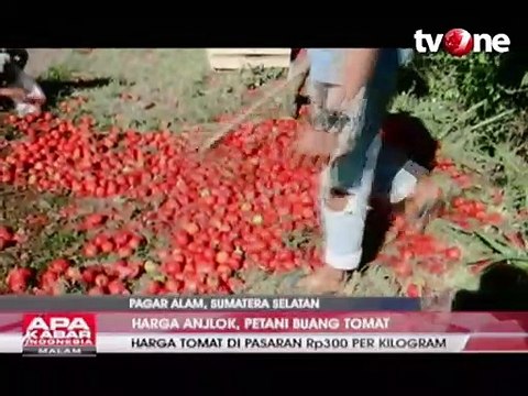 Harga di Pasaran Anjlok, Petani Tomat Buang Hasil Panen