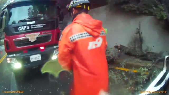 장마로 지반 약화...나무 다섯 그루 도로 덮쳐 / YTN