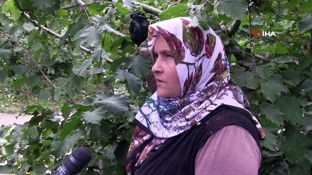 Fındıkta hem üretici hem işçi memnun