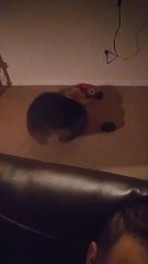 Puppy Walks Around Covered With his Bed on Top of his Head