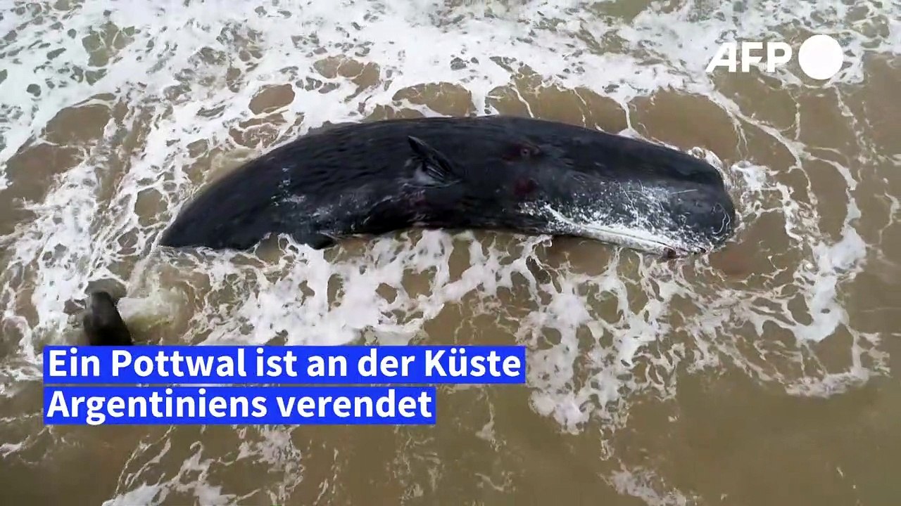 Pottwal an der Küste Argentiniens verendet