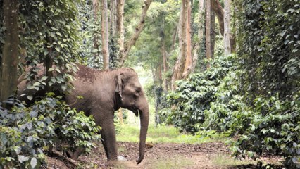 India: Elephants in My Backyard | Witness