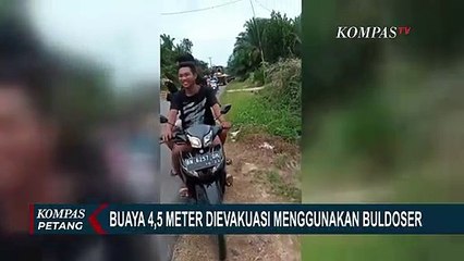 Viral Buaya Besar Diangkat Buldozer di Bangka Belitung
