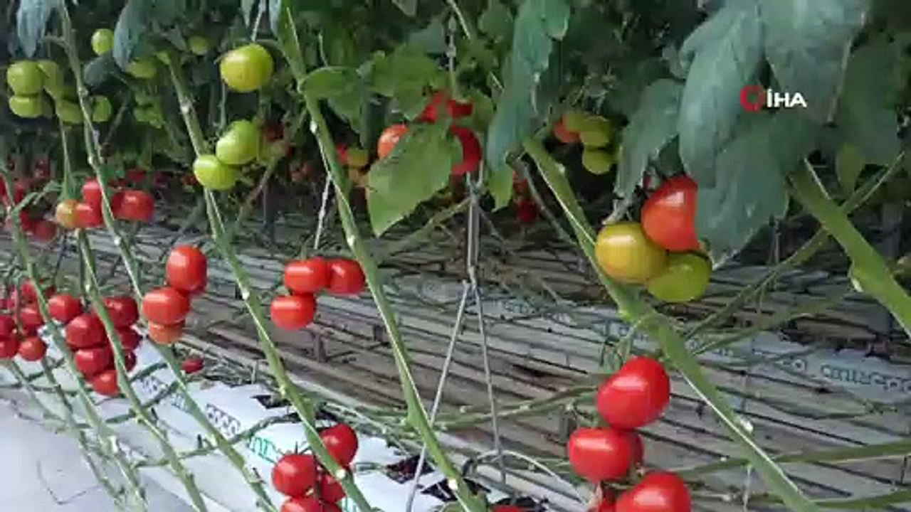 Van’dan Antalya’ya domates