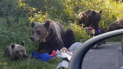 Bears Scared Away From Stealing Roadside Lunch