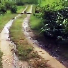 Tiger Vs  Python in  Forest Road