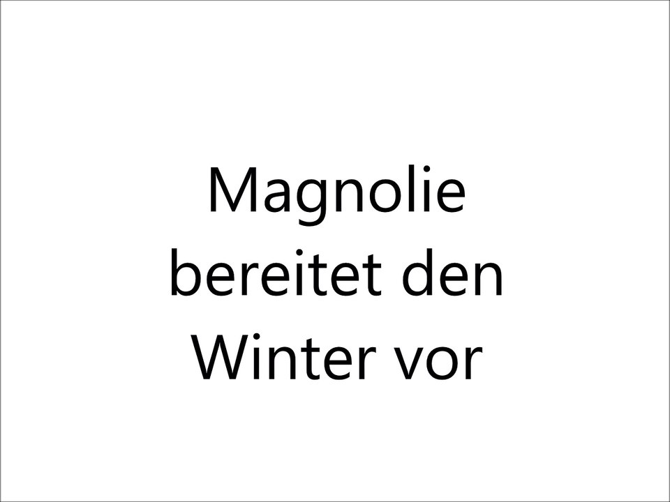 Mrs. Biens - Magnolie bereitet den Winter vor