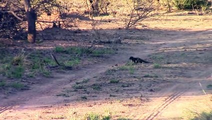 Black mamba vs Dwarf mongoose