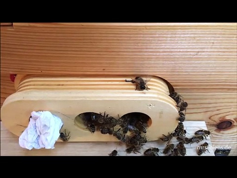 Mrs. Biens - Verwirrter Drohn