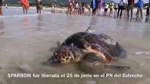 Sparrow, la tortuga boba liberada en Cádiz, cruza el Mediterráneo