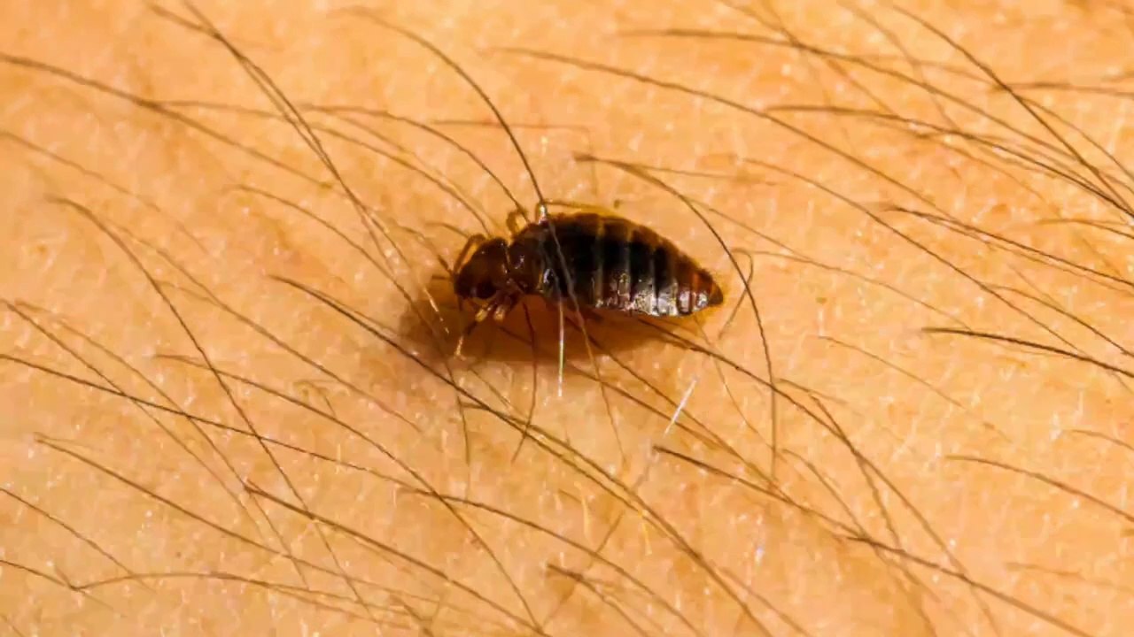 What Are Bed Bugs?