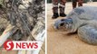 Firemen rescue 150kg sea turtle trapped on Terengganu beach