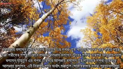 এটি জান্নাতের গাছ!! এই গাছের সিদ্ধ করা পানি খেলে কি কি উপকার হয় জানলে অবাক হবেন। # Light of Islam