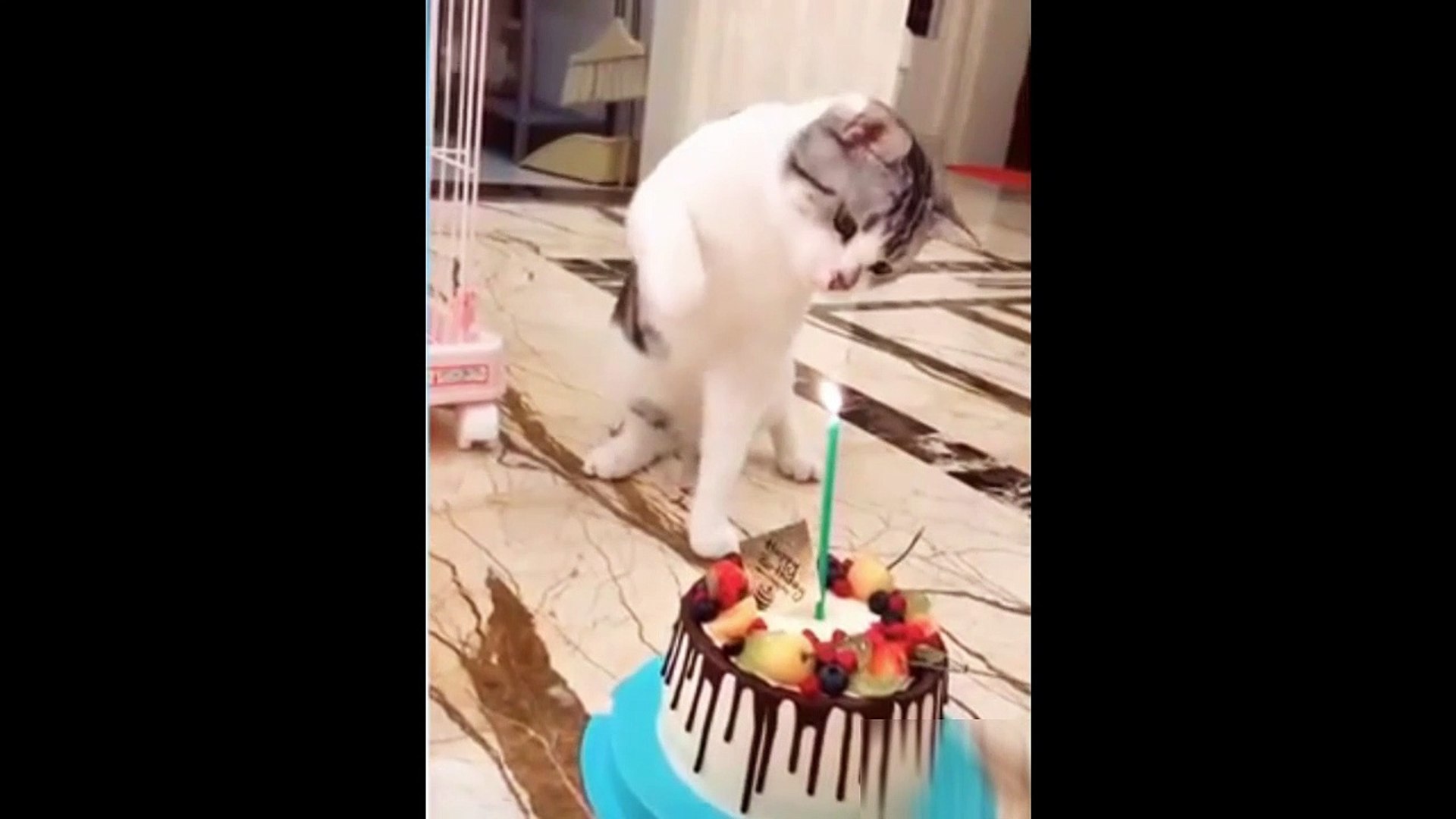 ⁣Animals best funny moments. ||Animals life||