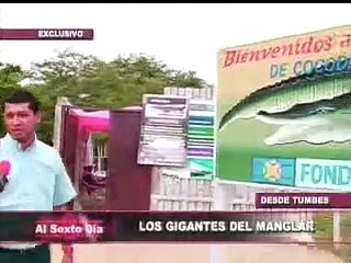 Los gigantes del manglar: un criadero de cocodrilos en el calor de Tumbes