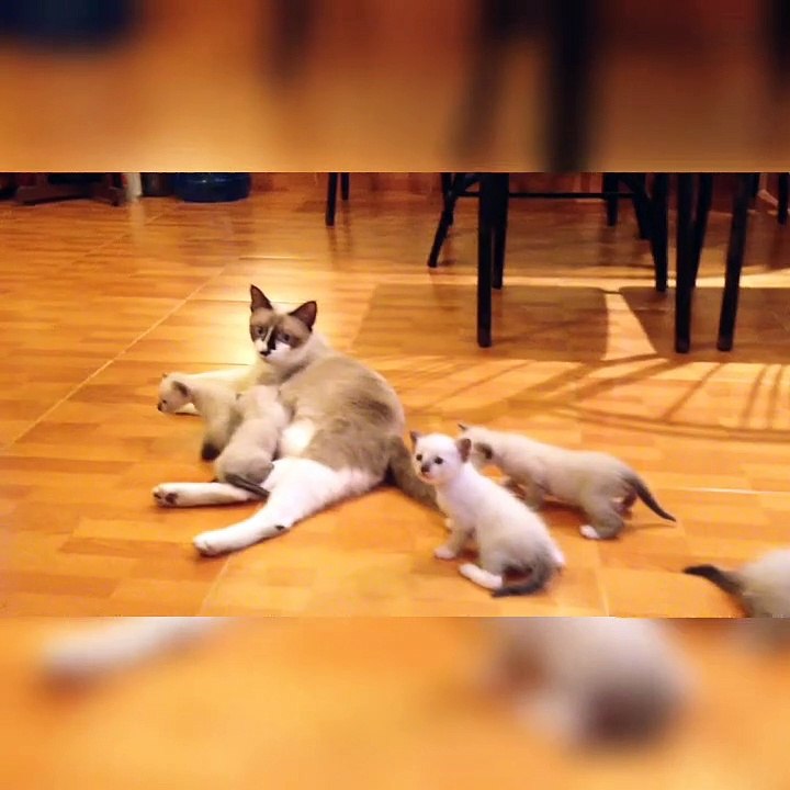 Cute kittens video