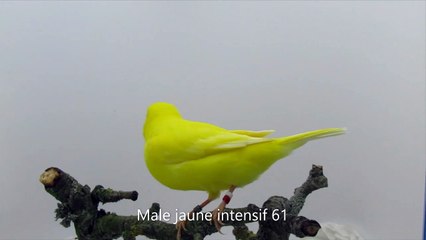 Mâles jaune intensif