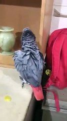 Perot reciting Quran Allah Akbar