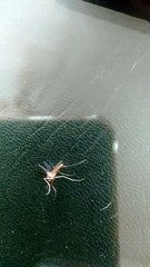 Close up look of Mosquito