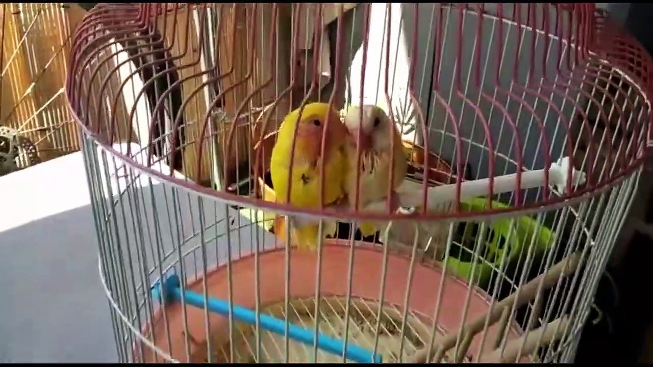 Canto de AGAPORNIS (POPURRI DE MELODIAS)