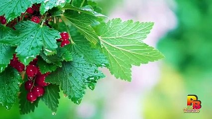 Rainy day, Beautiful nature around us | #beautifulworld | #nature  | #mounten.