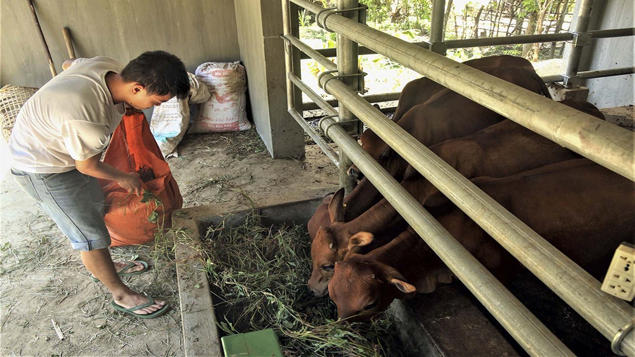 Hỗ trợ đồng bào dân tộc thiểu số xây "biệt thự tiền tỷ" cho… bò | VTC