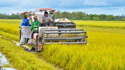 Khánh Hòa: Xây dựng ngành nông nghiệp "thông minh, đặc hữu" | VTC