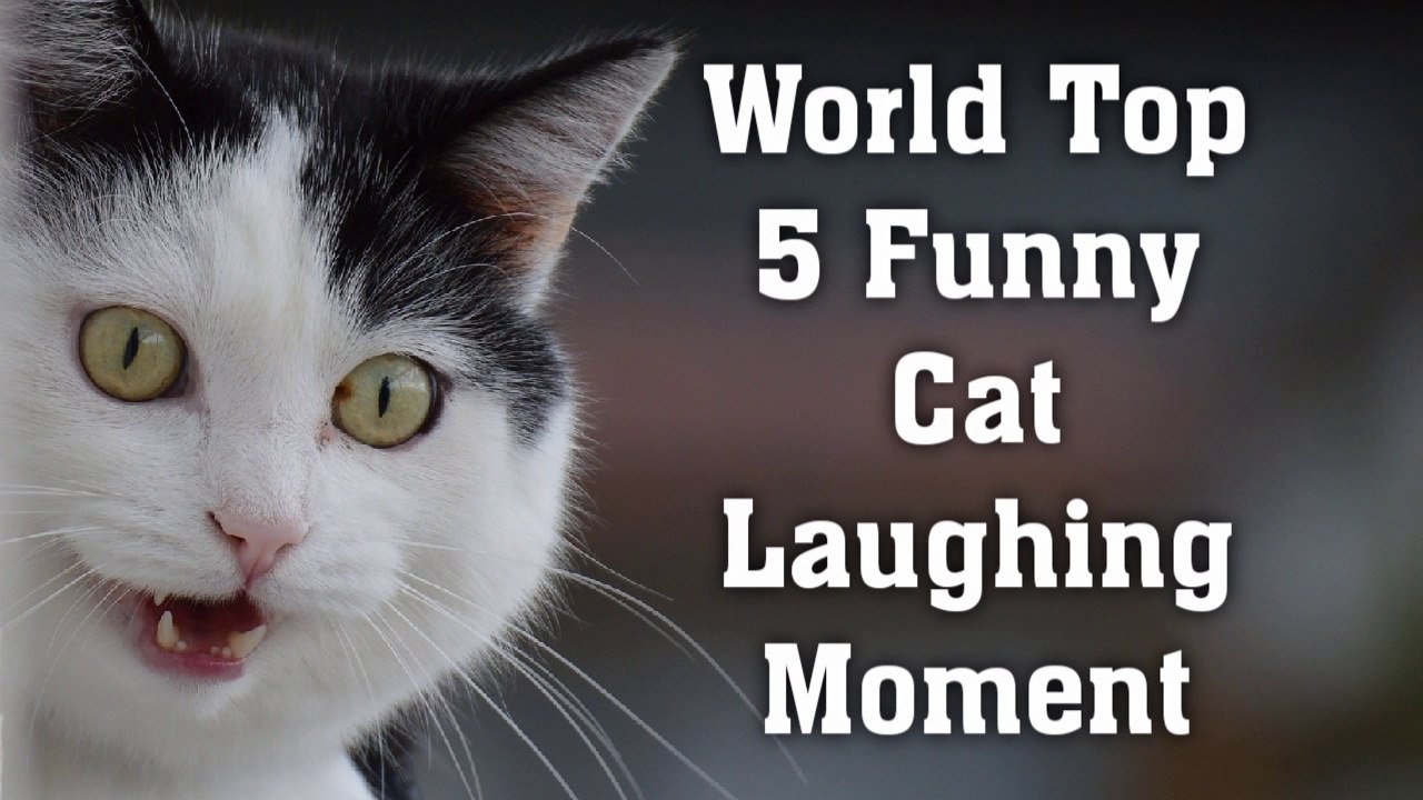 Dan's World Photography \u0026 Video - Cat In Pool Funny, image size:1280x720