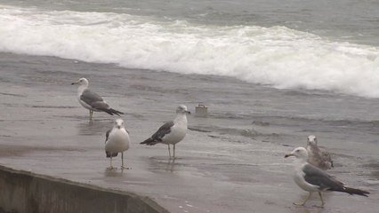 부산 앞바다 태풍주의보...해안지역 비바람 주의 / YTN