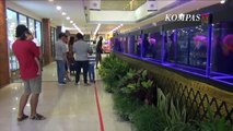 Cantik! Inilah Pameran Ikan Arwana di Denpasar