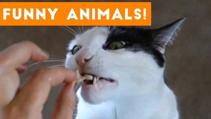 Funniest Pets of the Week Compilation September 2017 _ Funny Pet Videos