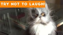 Try Not To Laugh At This Cute and Funny Pet Compilation _ Funny Pet Videos