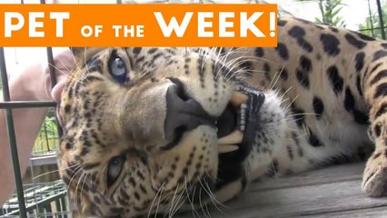 Cutest Pet Clip of the Week September 2017 _ Leopard Loves Getting Pet!