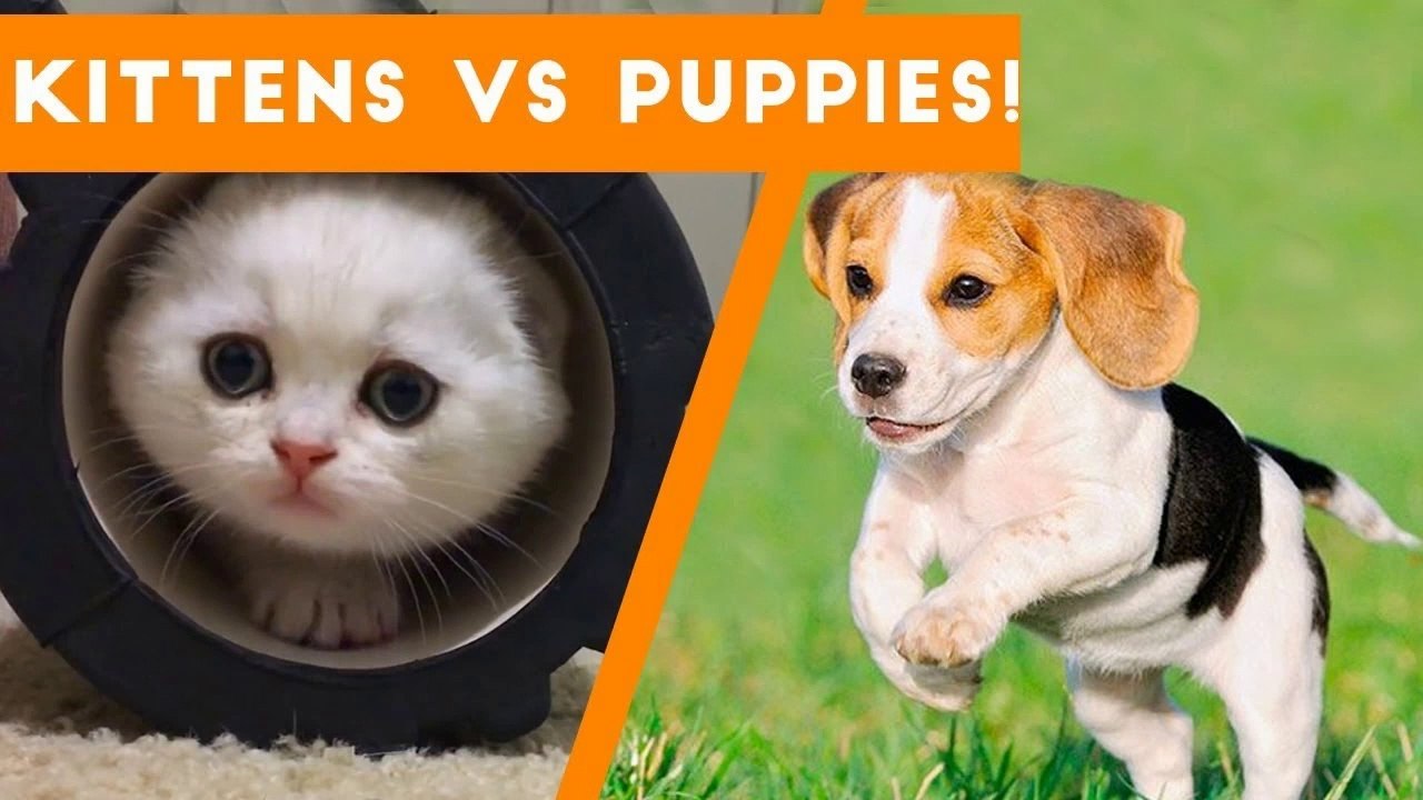 Try Not to AWW! at These Cute Kittens and Funny Puppies _ Funny Pet Videos