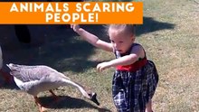 Funniest Animals Scaring People Reactions of 2017 Weekly Compilation _ Funny Pet Videos